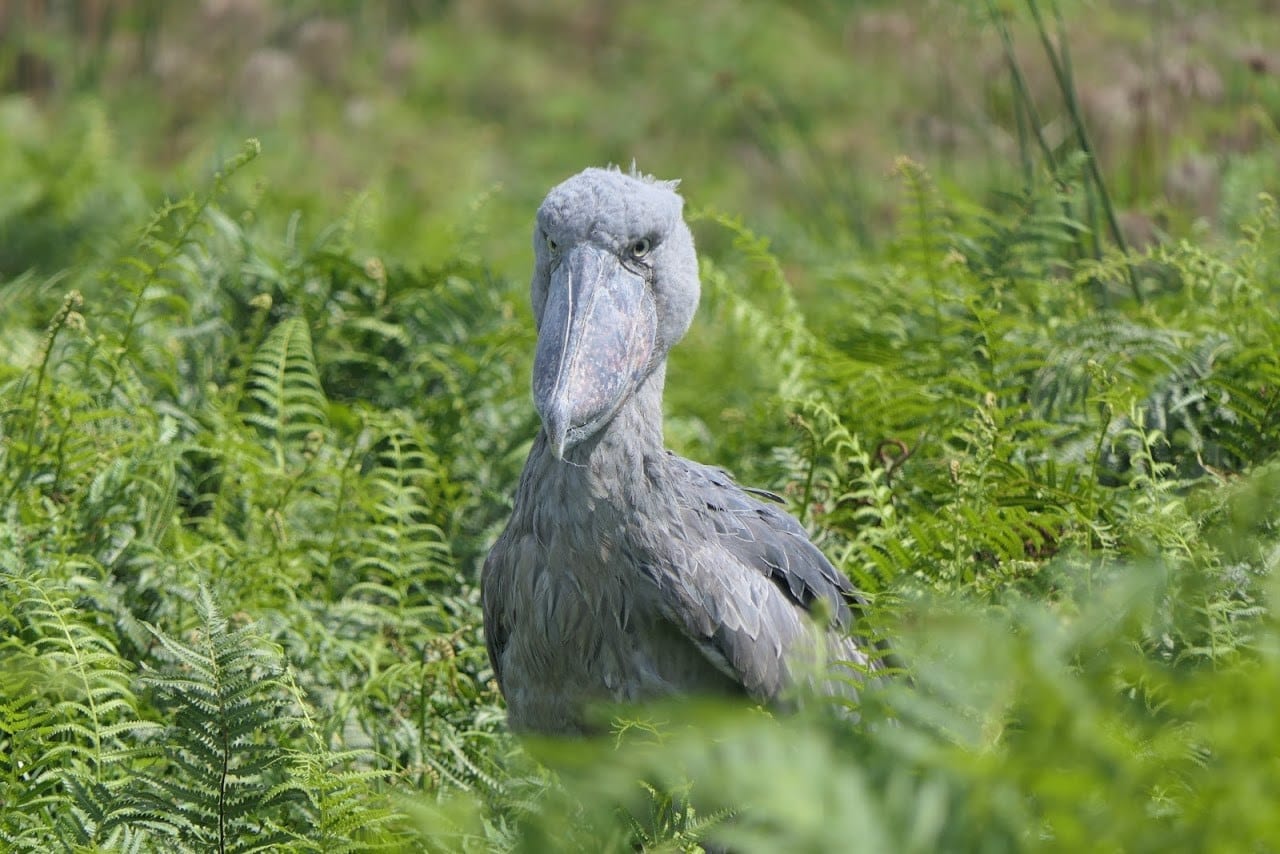 Where to go for the best bird watching tour