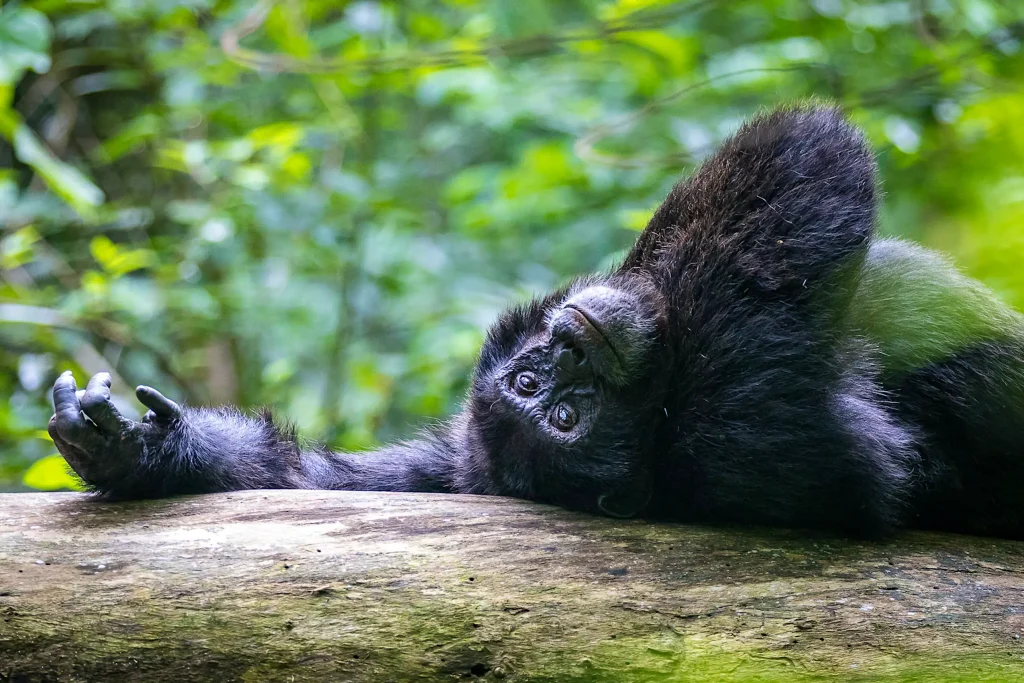 Kibale National Park