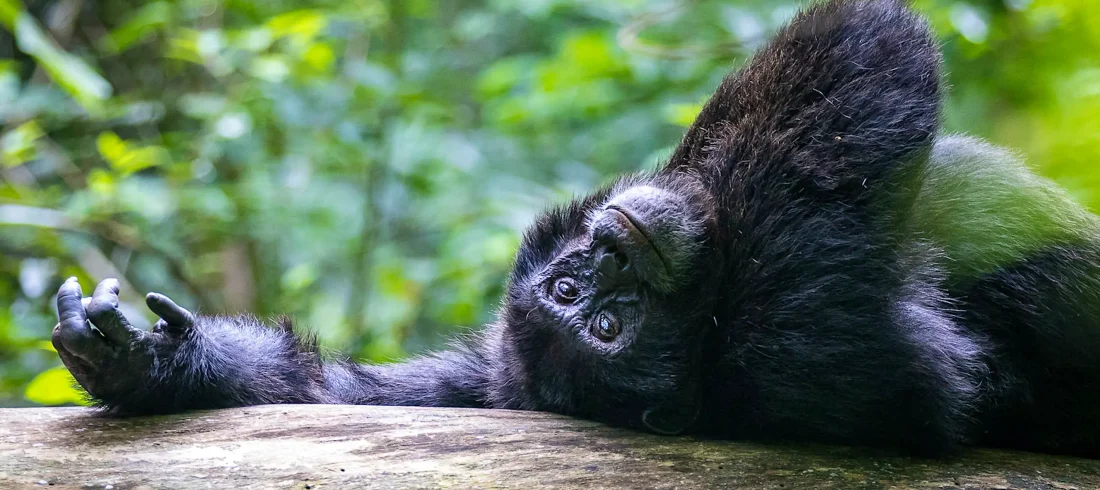 Kibale National Park