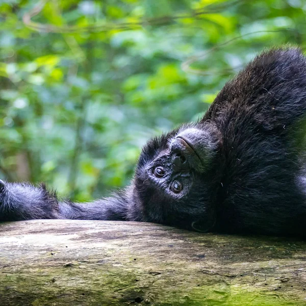 Kibale National Park