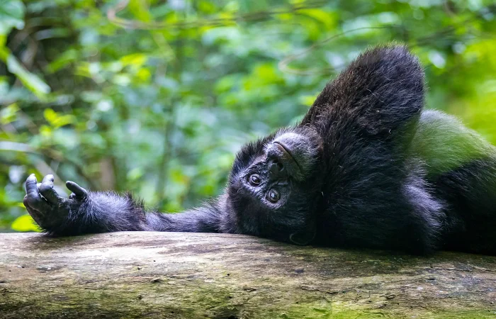 Kibale National Park