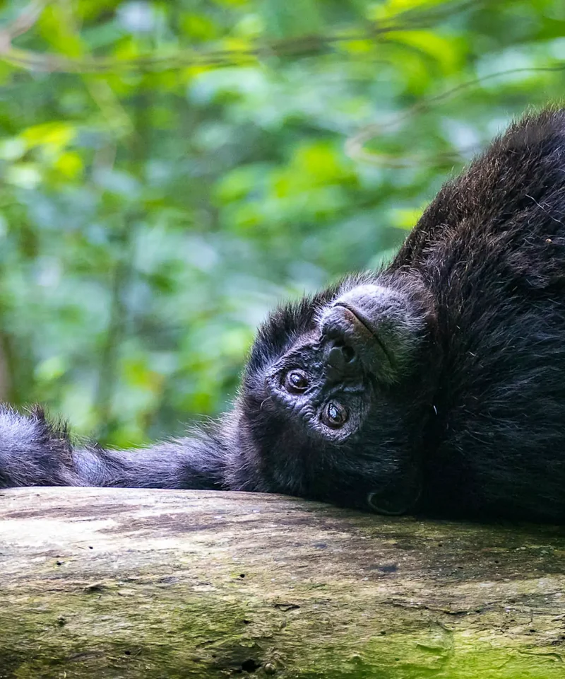 Kibale National Park