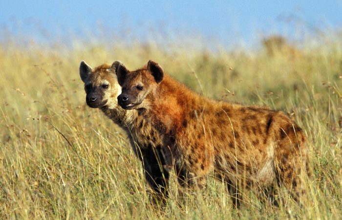 Kidepo Valley National Park